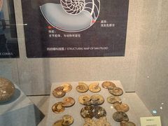 -烟台自然博物馆