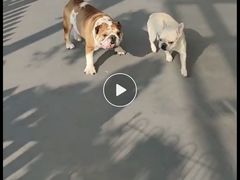 -宠物之家Pets Home 宠物寄养酒店