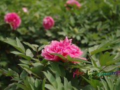 IMGP1105副本-西安牡丹苑