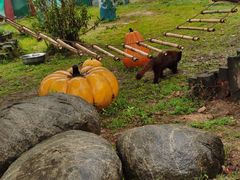 -泉州海丝野生动物世界