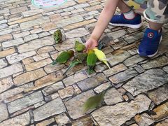 -上海大自然野生昆虫馆(东方明珠·爬宠昆虫探索中心)