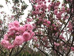 -天适樱花悠乐园
