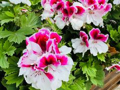 -云南师范大学(一二一西南联大校区)