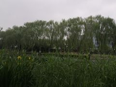 -大兴滨河森林公园