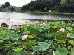 -映月湖公园