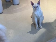 -藏猫猫咖啡主题馆(中央大道店)