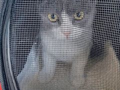 -欧奕国际动物医院