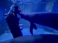 -烟台海昌鲸鲨海洋公园