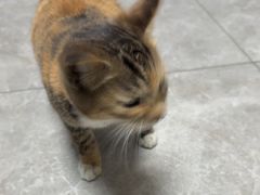 -半岛宠物医院24小时·内窥镜·牙科·碎石中心(府城大道店)