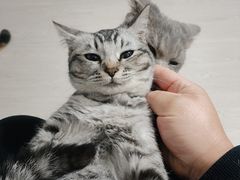 -猫岛主趣味餐厅(鼓浪屿店)