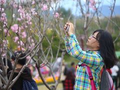 -天适樱花悠乐园