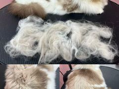 -唐小姐の私宠·宠物洗护美容·撸猫馆·购宠(周浦万达旗舰店)