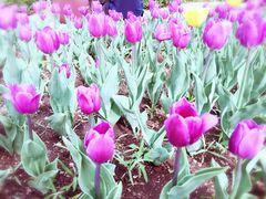 -长春公园(普阳街道)