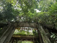 -西双版纳原始森林公园