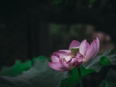 -陈家山荷花公园