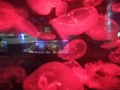 -重庆欢乐海底世界