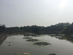 -大湾区中央湿地公园
