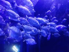 -成都浩海立方海洋公园