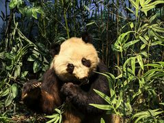 -陕西自然博物馆