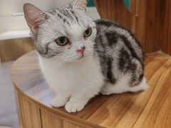 -飞行喵MR PILOT|猫舍·猫咖(静安大融城店)