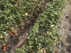 -喜杨洋草莓采摘园