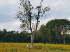 -北坞公园