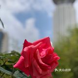闹市中的绿肺