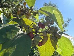 -燕郊烧鸽子(酷车小镇店)