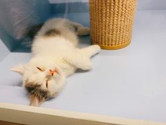 -中环花鸟鱼虫市场