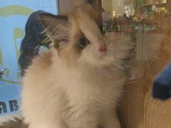 -BABIT巴比特宠物(MOMOPARK店)