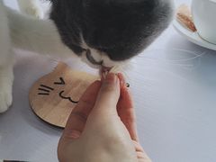 -喵的天空名猫咖啡馆·撸猫·猫舍·用品