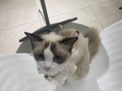 -怪兽屋·羊驼·猫咖·狗咖(俊华广场店)