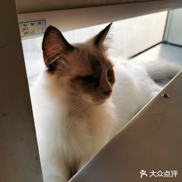😂我和外面的猫真的是逢场作戏