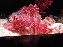 -暹罗海洋世界