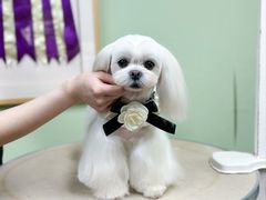 -鑫艺宠物美容培训学校