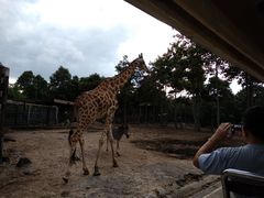 -清迈夜间动物园