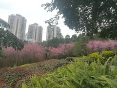 -龙头寺公园