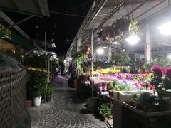-曲阳花鸟市场(曲阳路店)