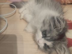 -爪爪喵星球·猫舍(卓悦中心店)