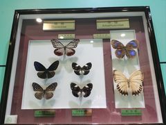 -上海昆虫博物馆