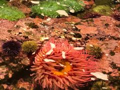 -西雅图水族馆