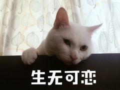 -守诺宠物医院·眼科· 特色牙科·异宠专科(虹口店)