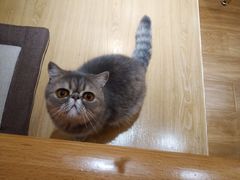 -滚猫咖啡·猫咖·猫友好撸猫(未来城店)