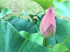 -荷塘月色湿地公园·向阳花洲