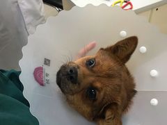 -利又安动物医院··老年病·猫科犬科·中兽医