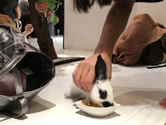-浣熊柯尔鸭土拨鼠·电玩咖