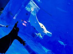 -鹿儿岛水族馆