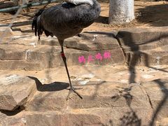 -大连森林动物园