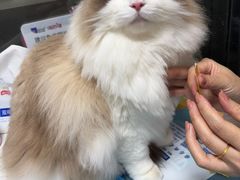 -宏发宠物医院·疑难骨科·特色猫科微创·异宠(工程街店)