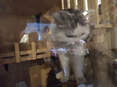 -Mr.Fox狐狸先生超级密室(南山店)